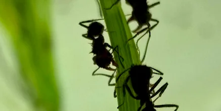 hormigas - destacada.png