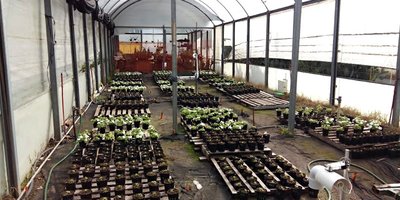 impatiens-invernáculo.jpg