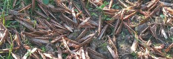 langosta11-696x522.jpg