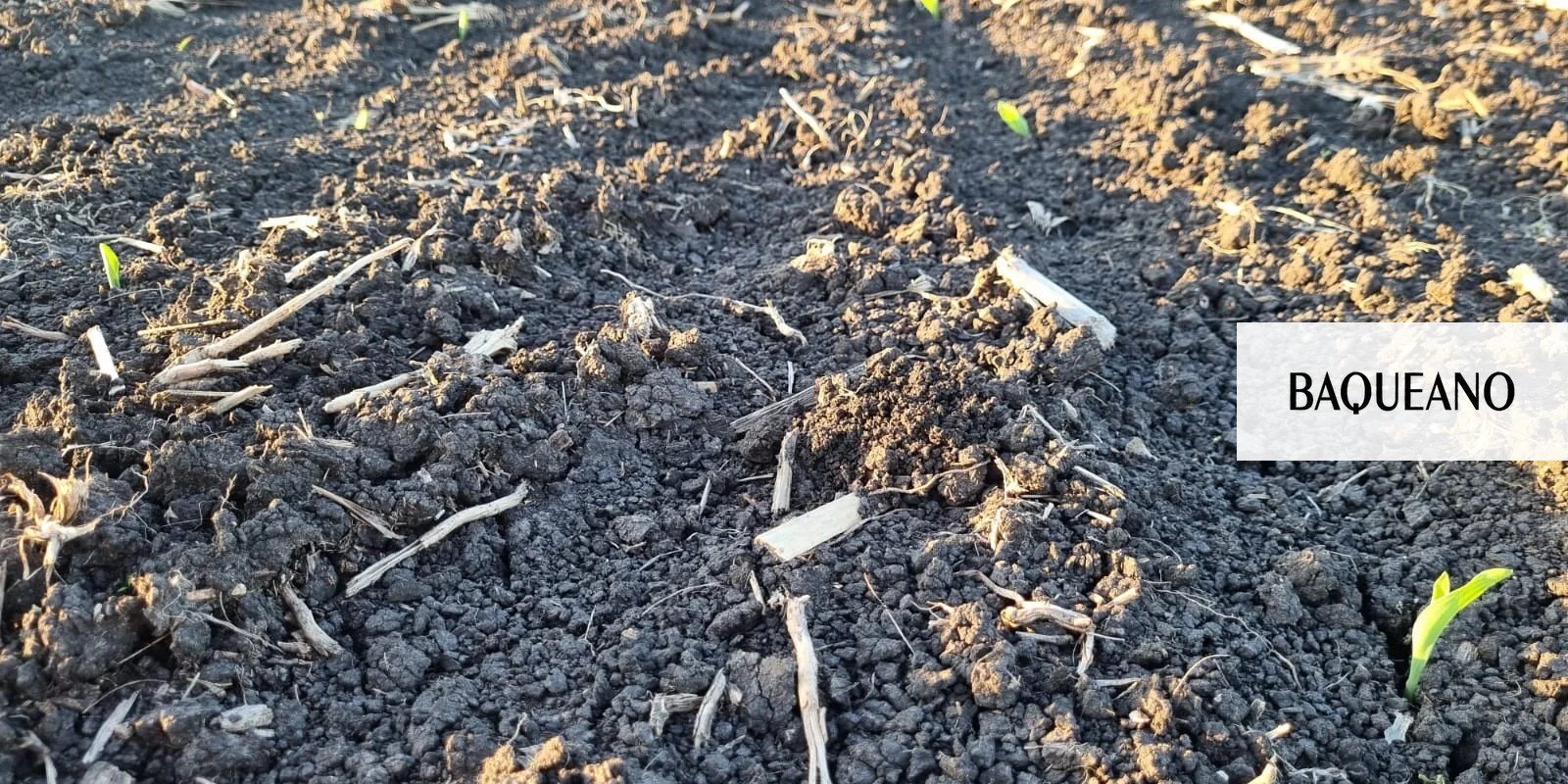 maiz de primera