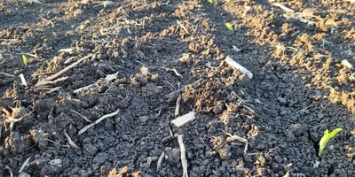 maíz de primera en Entre Rios