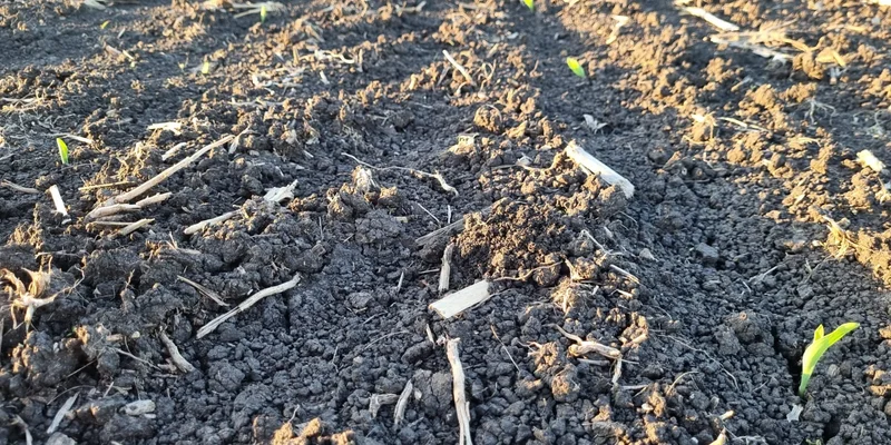 maíz de primera en Entre Rios