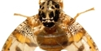 mosca silvestre (cred Alicia Basso).png