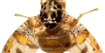 mosca silvestre (cred Alicia Basso).png