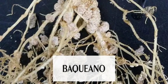 Mejoran la fijación de nitrógeno en soja con un método físico