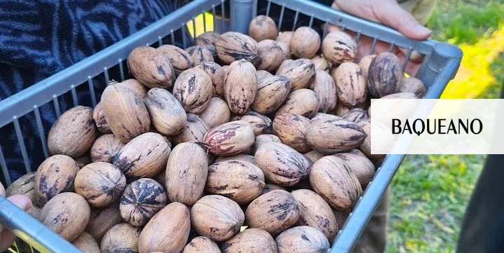 nuez pecan