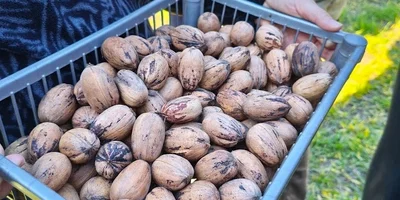 nuez pecan