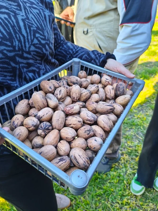 nuez pecan