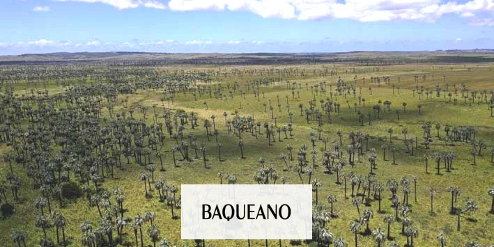 Pastorear los pastizales del Río de la Plata conserva el carbono del suelo