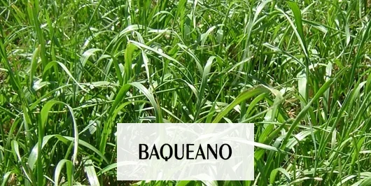 Este invierno:¿Rye grass o avena ?
