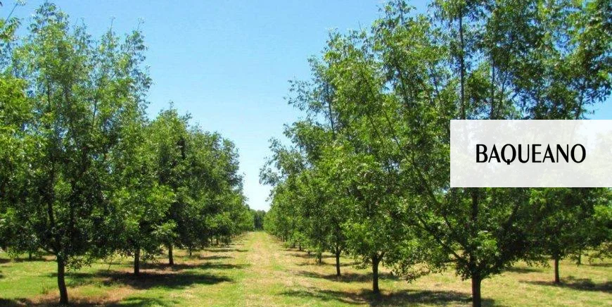 Productores pecaneros se capacitaron en la aplicación adecuada de fitosanitarios