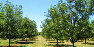 plantacion de pecán.jpg