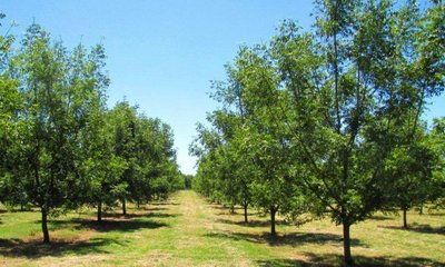 plantacion de pecán.jpg