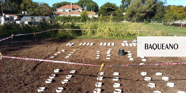 Nuevas claves en el control de Sanguinaria, una maleza ‘problema’ para el agro