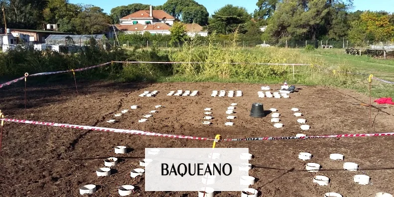 Nuevas claves en el control de Sanguinaria, una maleza ‘problema’ para el agro