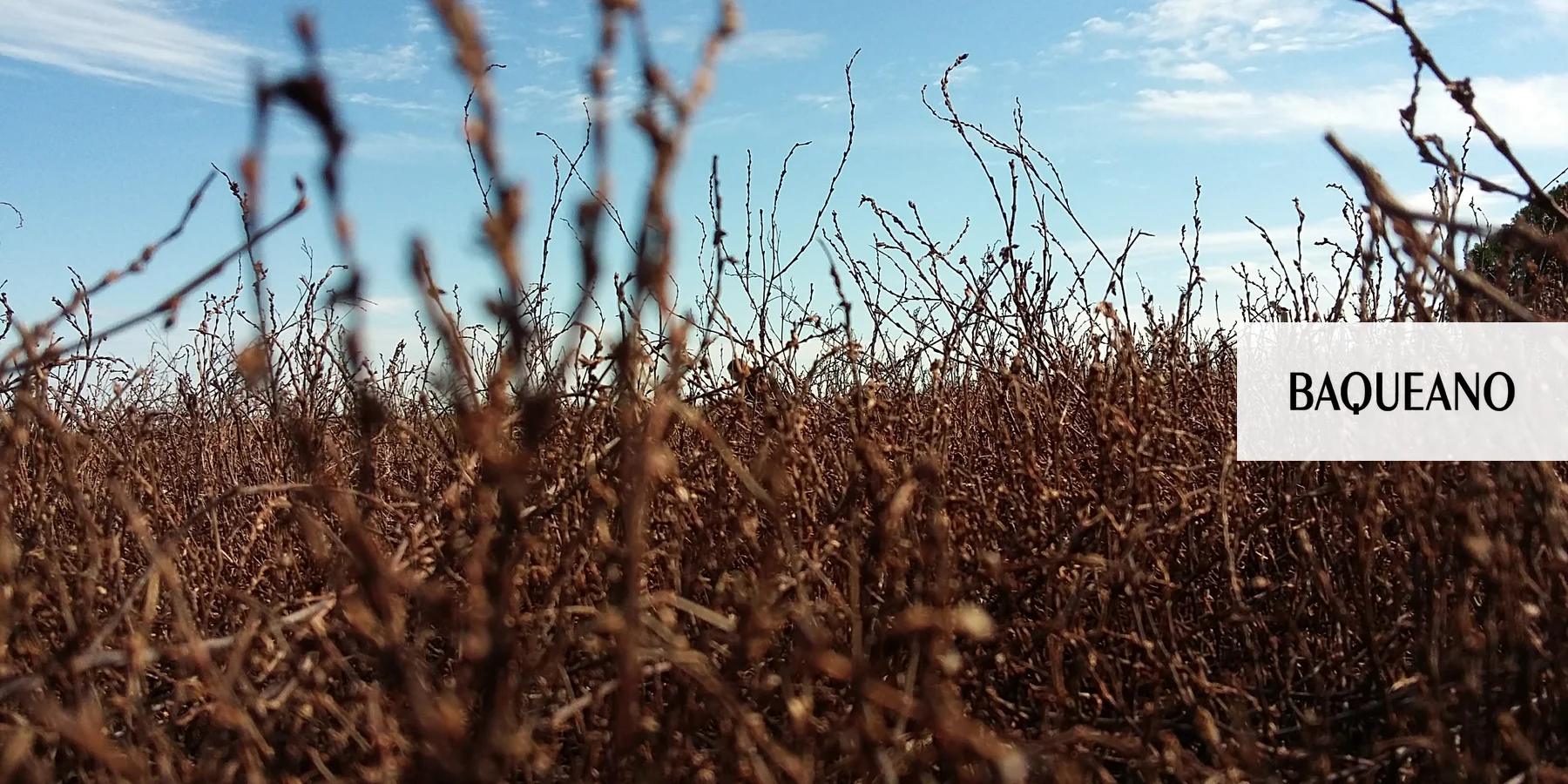 Nuevas claves en el control de Sanguinaria, una maleza ‘problema’ para el agro