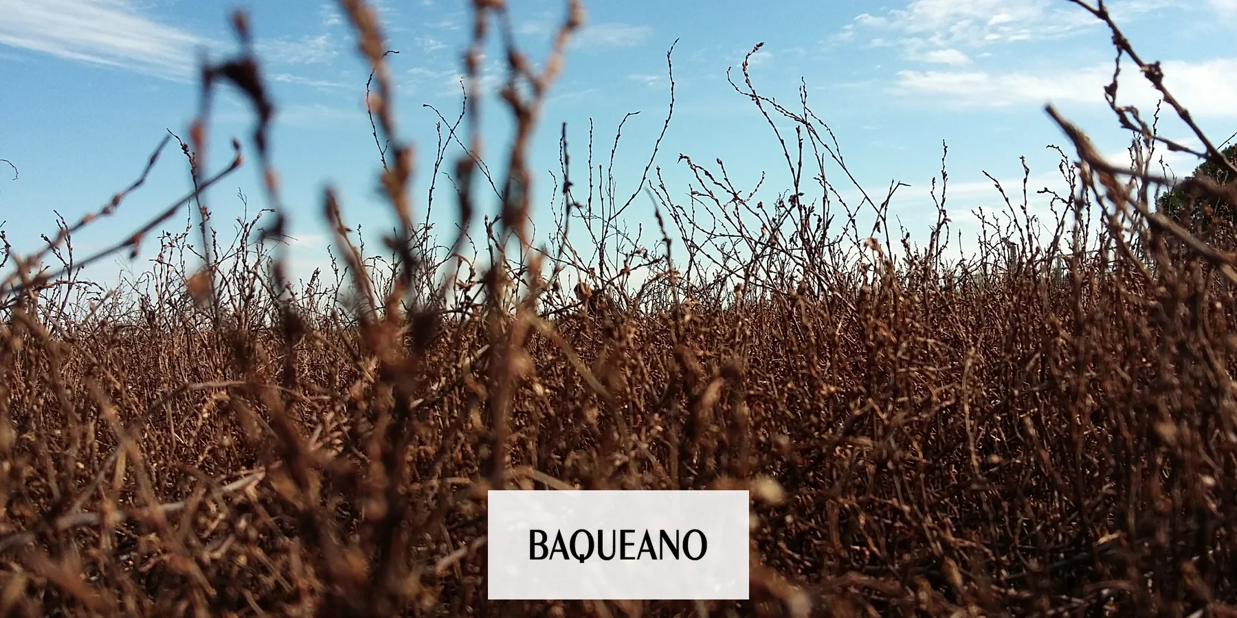 Nuevas claves en el control de Sanguinaria, una maleza ‘problema’ para el agro