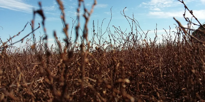 polygonum-infestación2.jpg