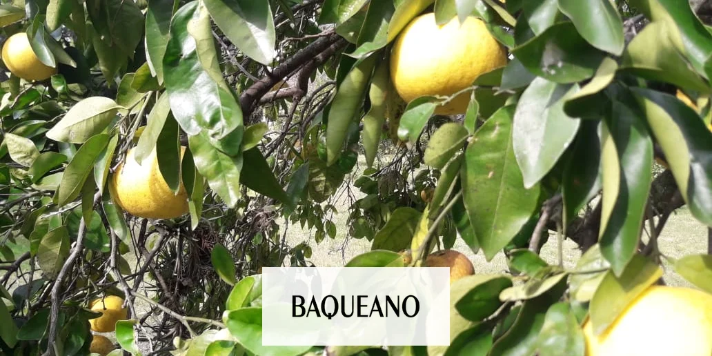 Entre Ríos: Jornada de actualización de BPA en la producción fruti-hortícola