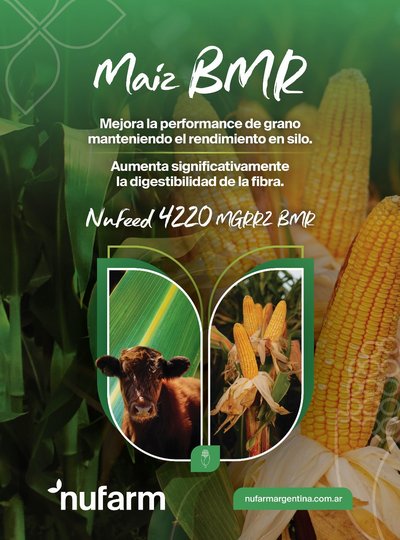 Maiz BMR