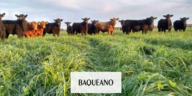 VERDEOS DE INVIERNO: LA CLAVE PARA SOSTENER LA PRODUCCIÓN GANADERA