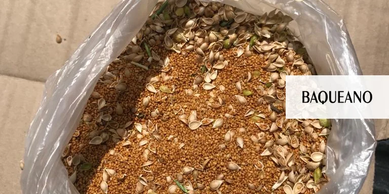 Camelina: un cultivo rápido para pasar el invierno