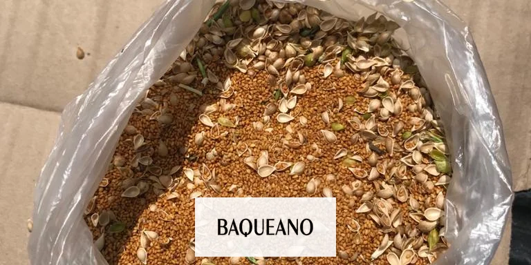Camelina: un cultivo rápido para pasar el invierno