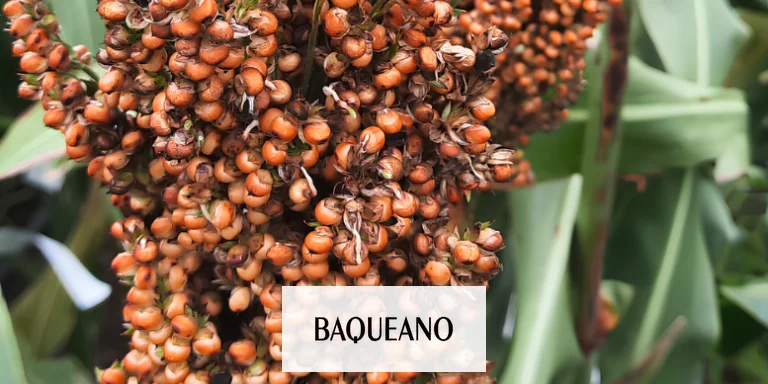 Descubren el gen que causa el brotado precoz en sorgo