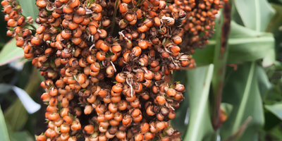 sorgo-semillas (1).png