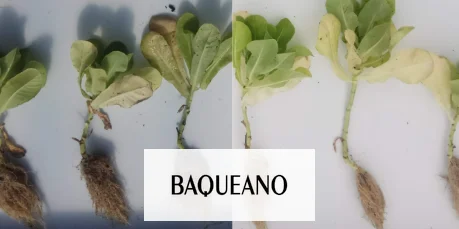 Hongos para mejorar rindes en cultivos intensivos y extensivos
