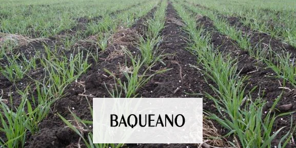 ¿HABRÁ FERTILIZANTES PARA LA FINA Y A QUÉ PRECIOS?