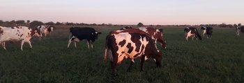 vacas.jpg