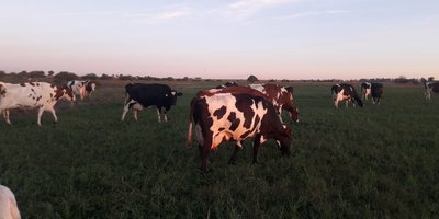 vacas.jpg