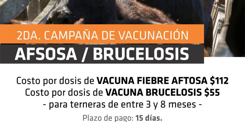 vacunación aftosa.jpeg